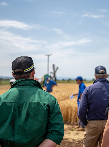 Man in high-vis cap observing colleagues inspecting a wheat crop