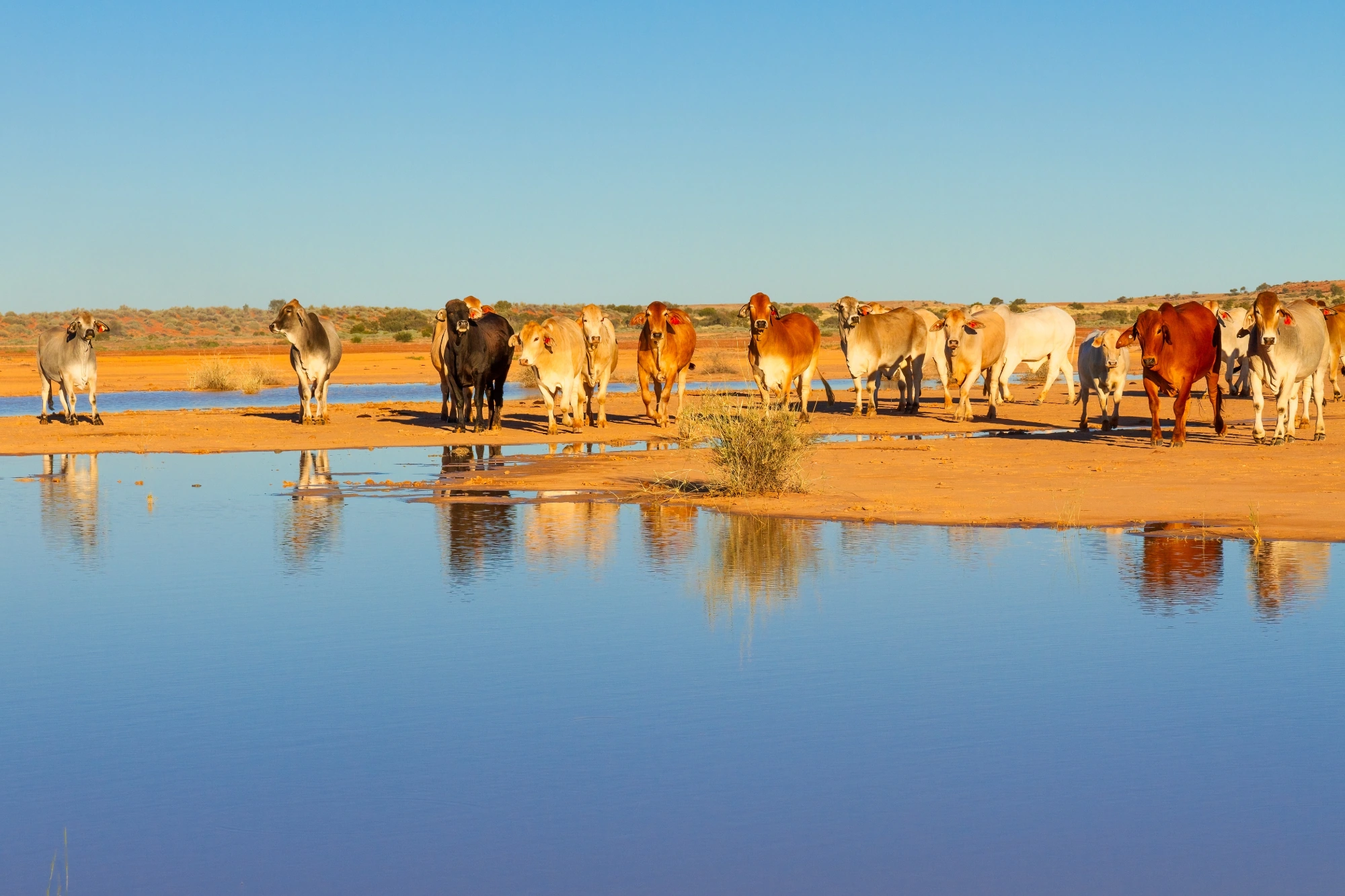 Cattle herd gathered at a red-dirt outback waterhole