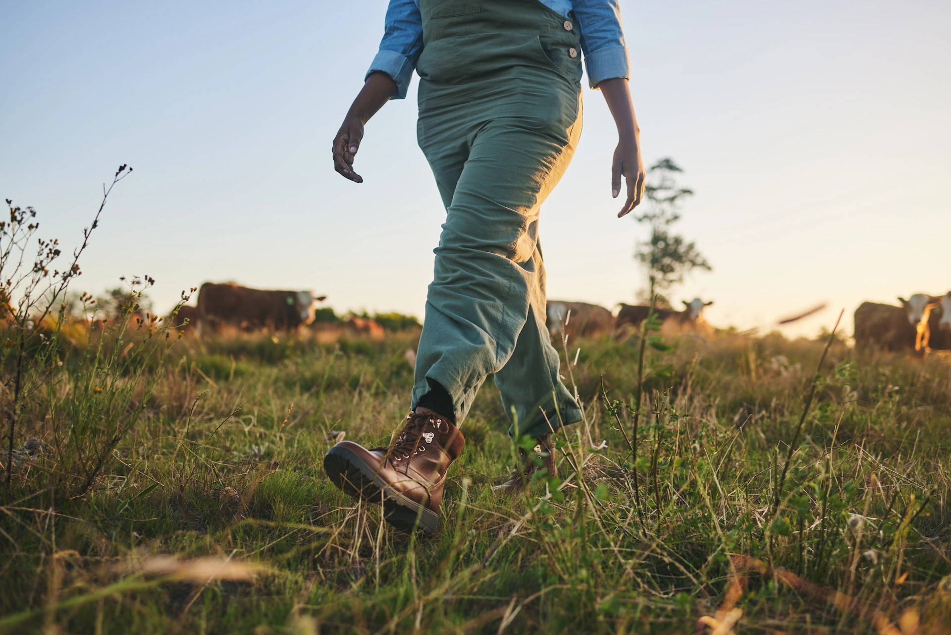 Person in overalls and boots walking through a paddock with grazing cattle
