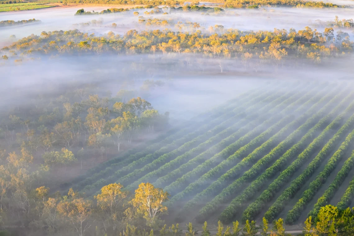 Aerial view of orchard rows blanketed in morning mist