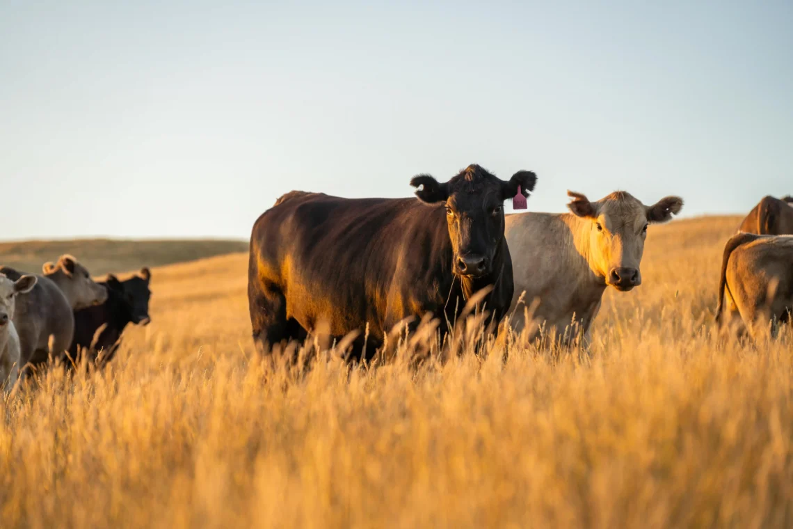 Black and cream cattle standing together in a golden grass paddock